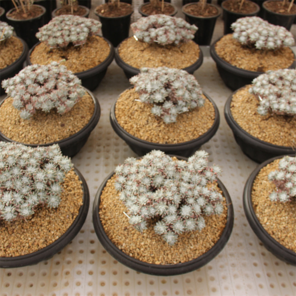 Dudleya Gnoma Succulents TaoSucculent