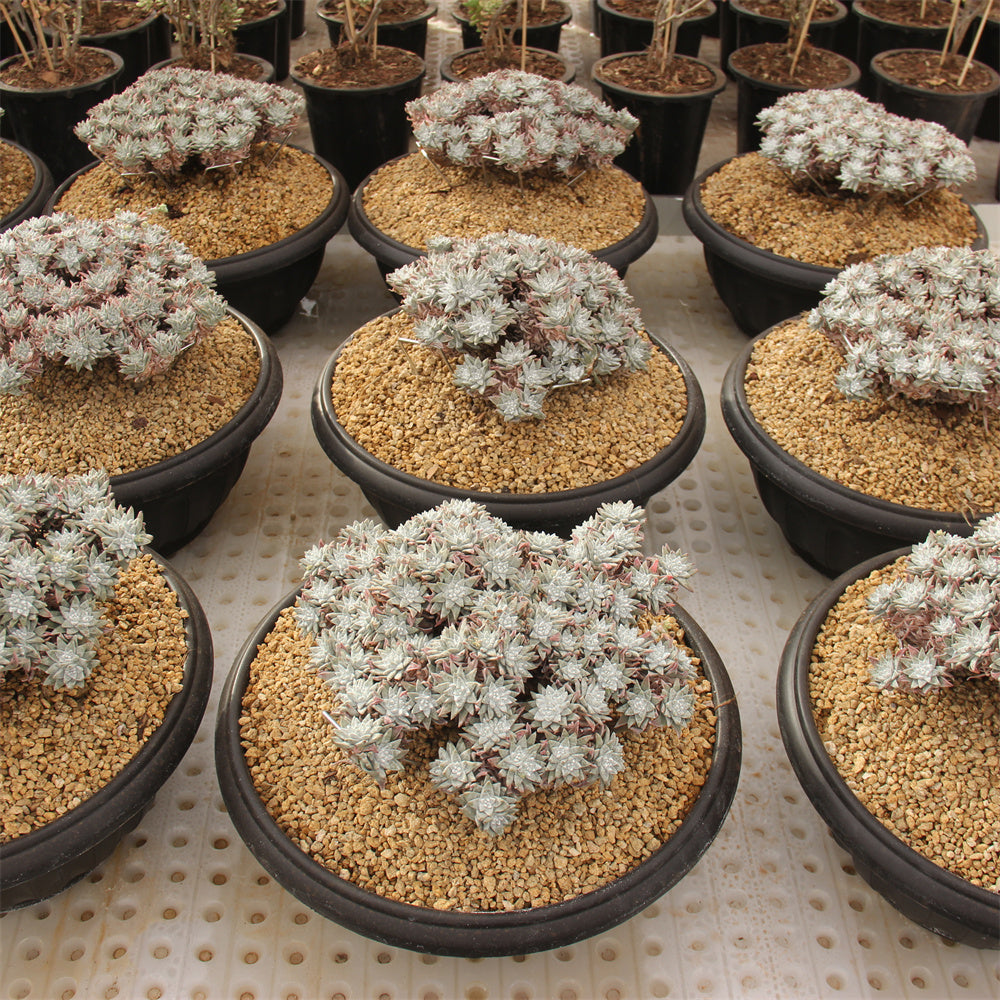 Dudleya Gnoma Succulents TaoSucculent