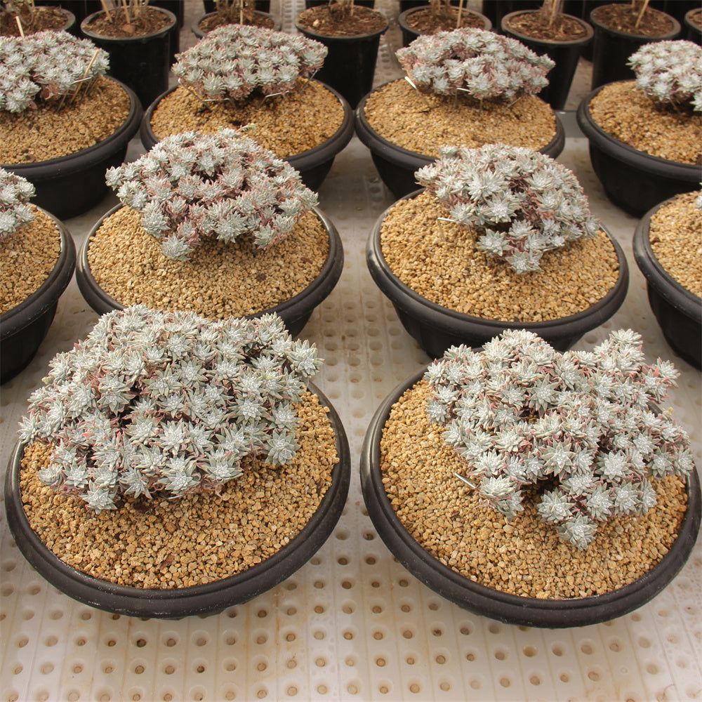 Dudleya Gnoma Succulents TaoSucculent