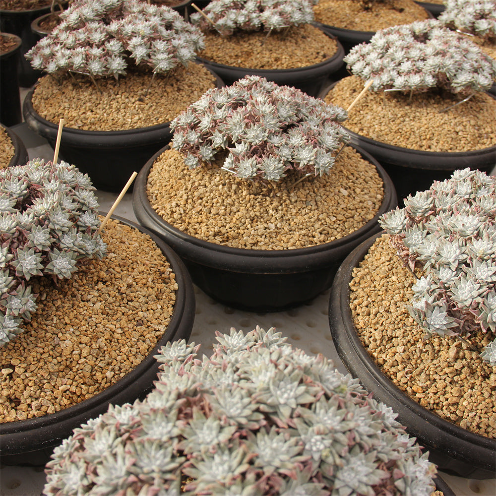 Dudleya Gnoma Succulents TaoSucculent