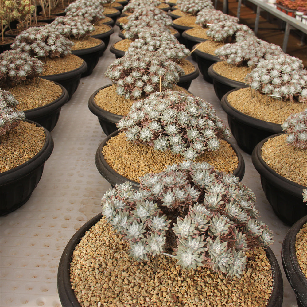 Dudleya Gnoma Succulents TaoSucculent