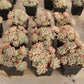 Pachyphytum spp. taosu Succulents TaoSucculent