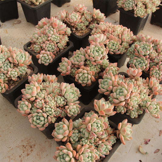 Pachyphytum spp. taosu Succulents TaoSucculent