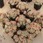 Pachyphytum spp. taosu Succulents TaoSucculent