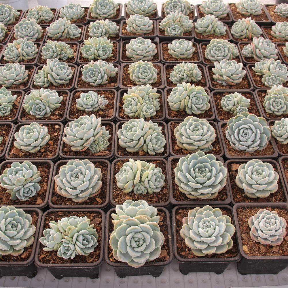 Echeveria ice Green Succulents TaoSucculent