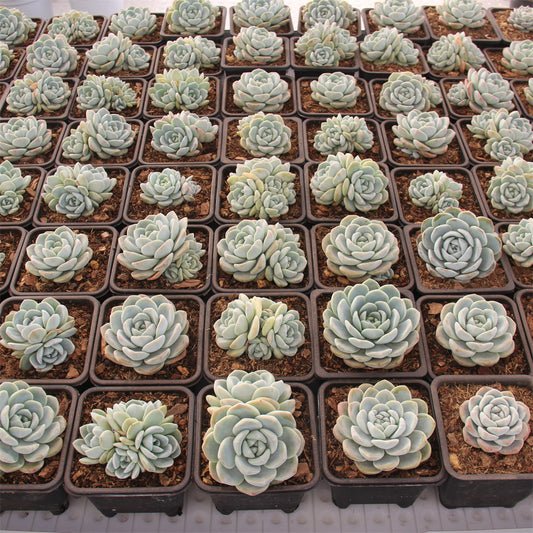 Echeveria ice Green Succulents TaoSucculent