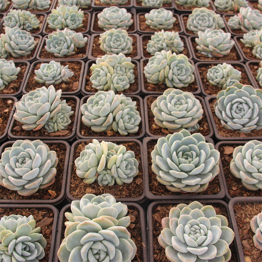 Echeveria ice Green Succulents TaoSucculent