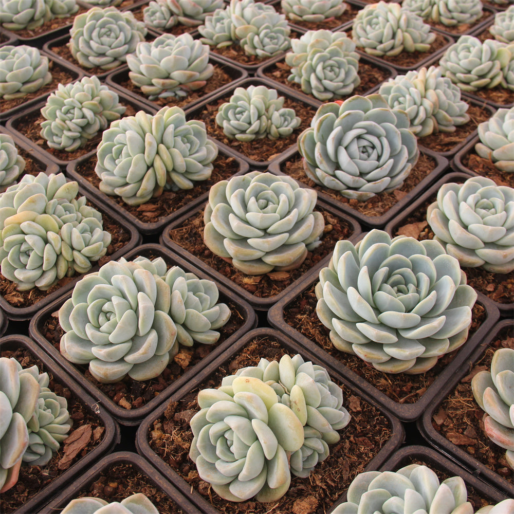 Echeveria ice Green Succulents TaoSucculent