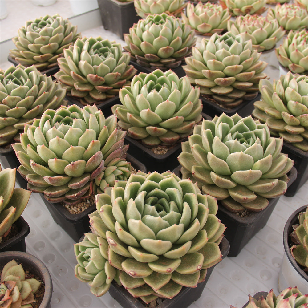 Echeveria White rose Succulents TaoSucculent