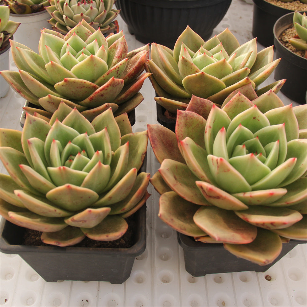 Echeveria Cupid Succulents TaoSucculent