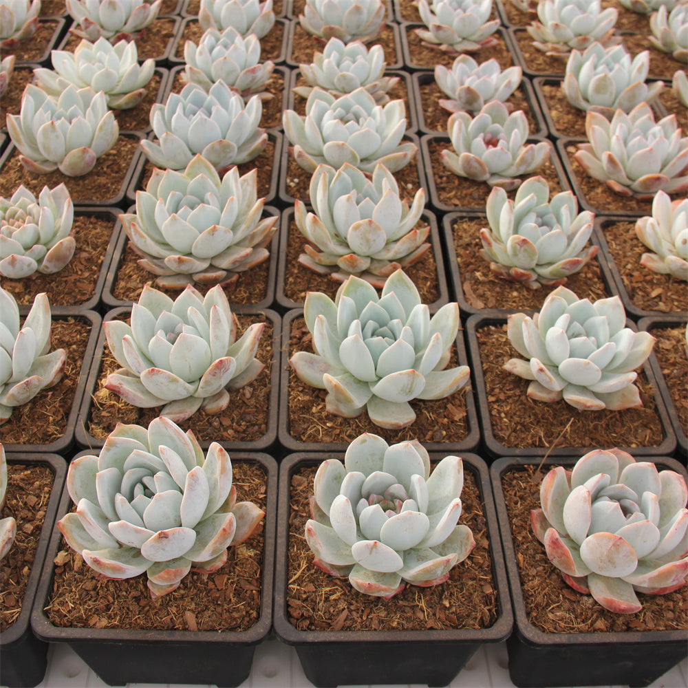 Echeveria  Sugar Angel Succulents TaoSucculent