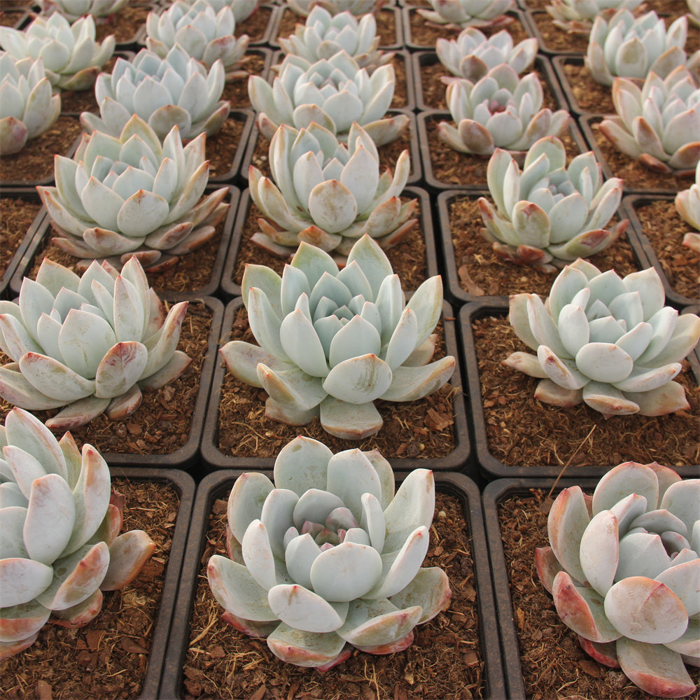 Echeveria  Sugar Angel Succulents TaoSucculent