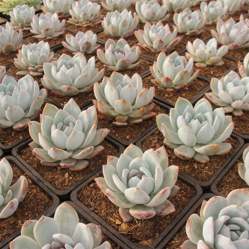 Echeveria  Sugar Angel Succulents TaoSucculent