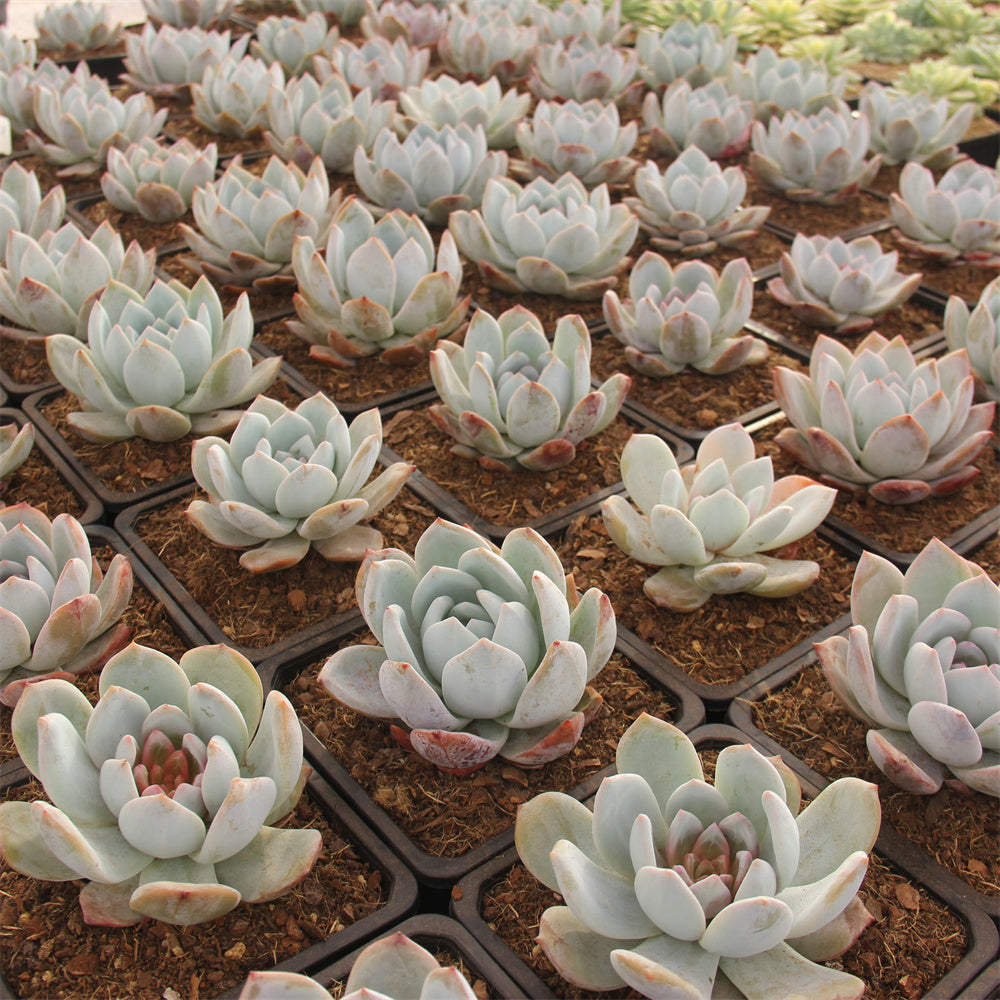 Echeveria  Sugar Angel Succulents TaoSucculent