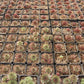 Sempervivum variegated Succulents TaoSucculent