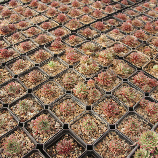 Sempervivum variegated Succulents TaoSucculent