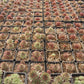 Sempervivum variegated Succulents TaoSucculent
