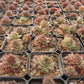 Sempervivum variegated Succulents TaoSucculent