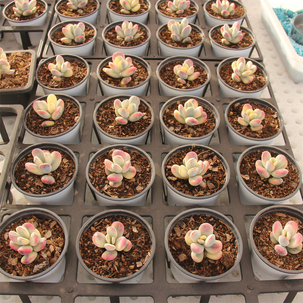 Cotyledon orbiculata 'Oophylla'variegated Succulents TaoSucculent