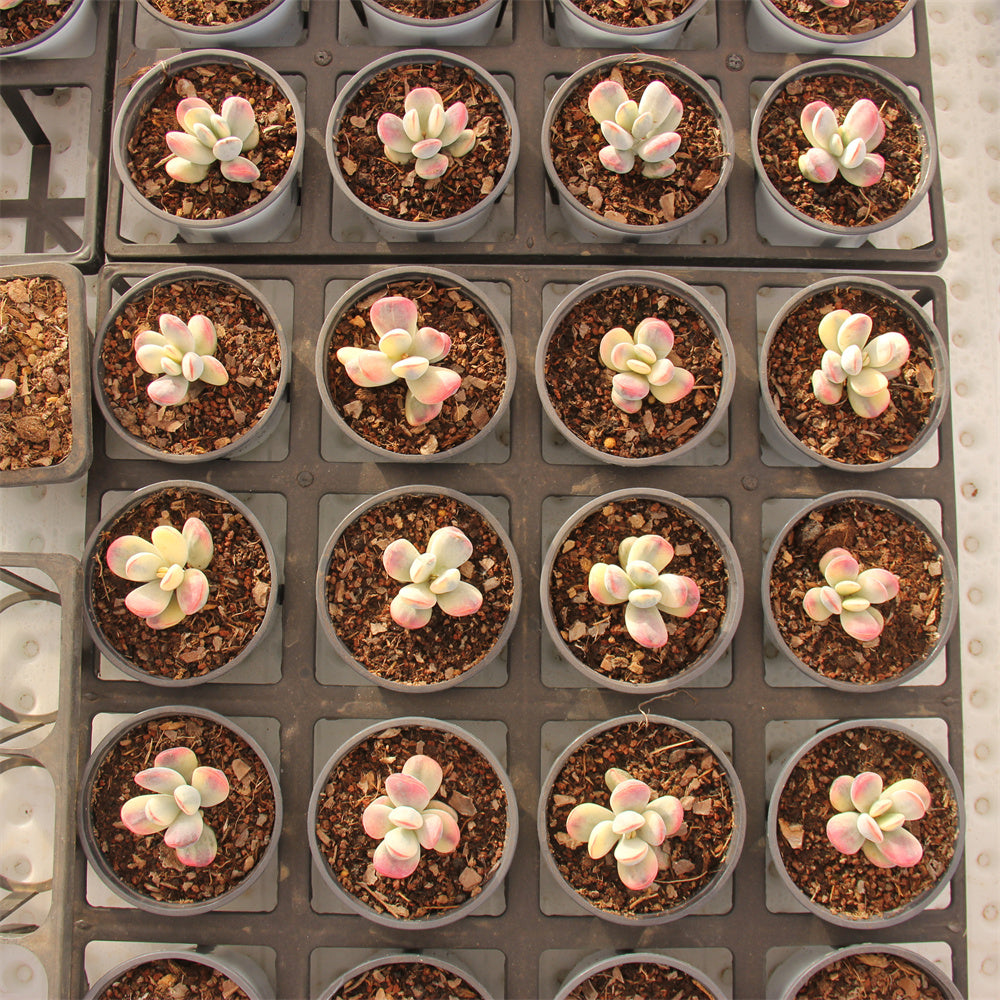 Cotyledon orbiculata 'Oophylla'variegated Succulents TaoSucculent