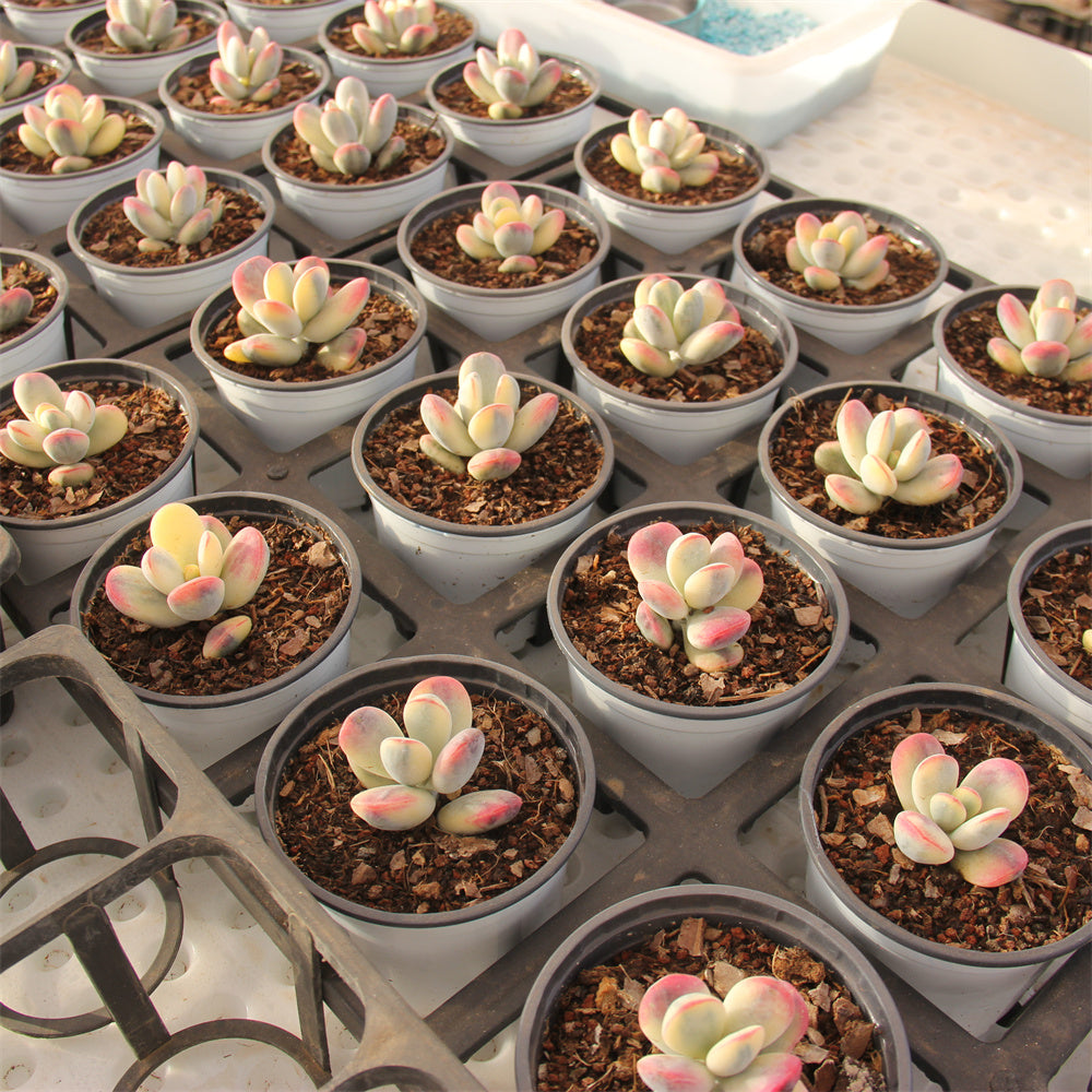 Cotyledon orbiculata 'Oophylla'variegated Succulents TaoSucculent