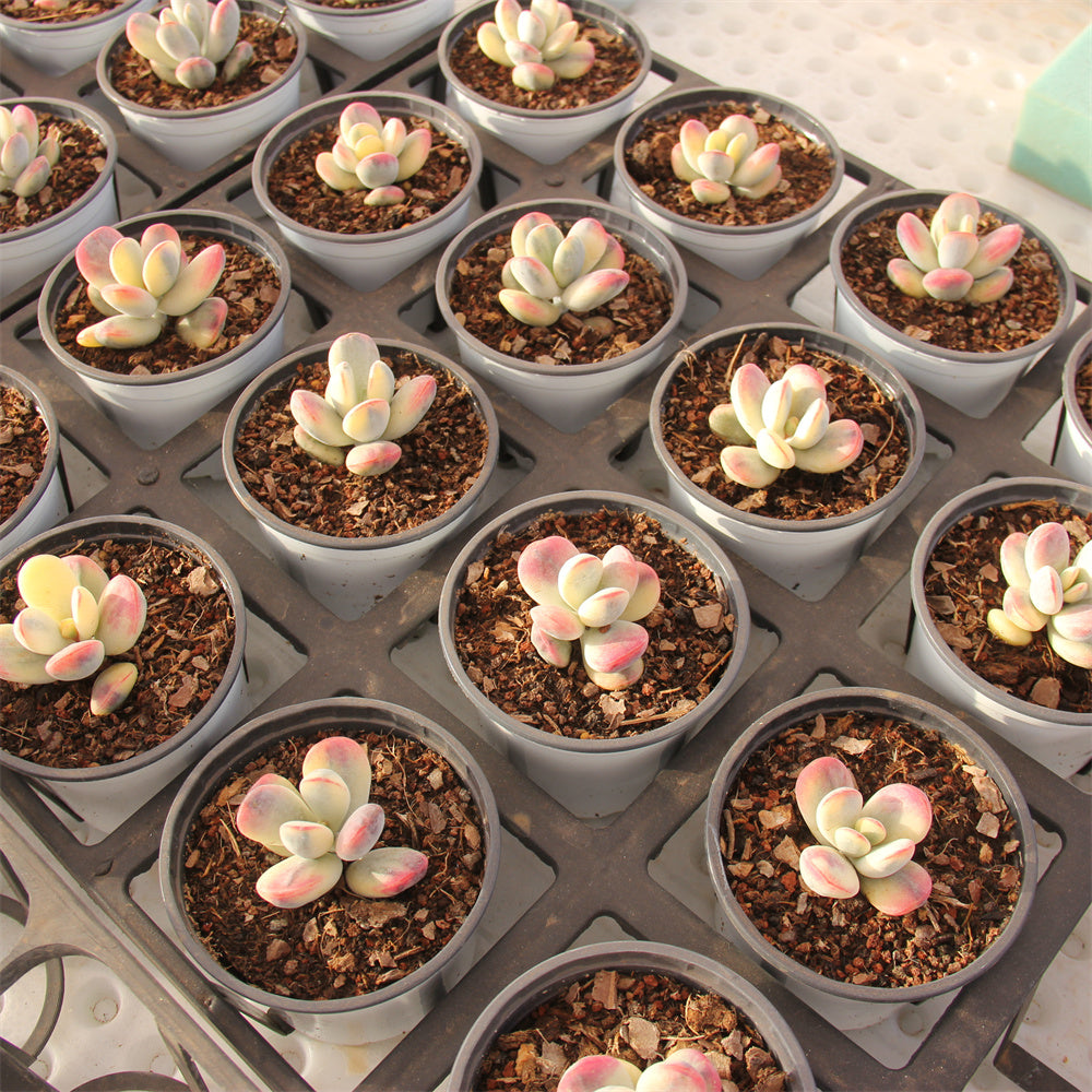 Cotyledon orbiculata 'Oophylla'variegated Succulents TaoSucculent