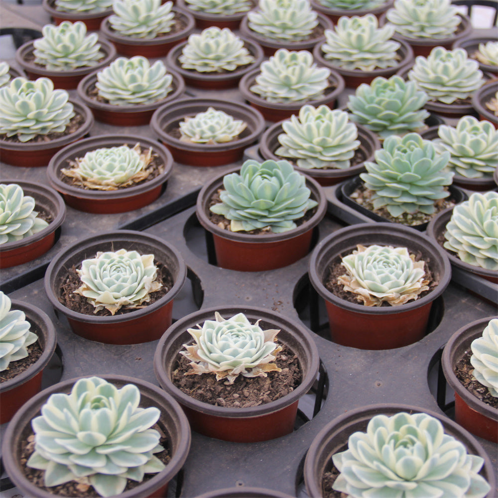 Orostachys iwarenge f.variegata"Fuji" Succulents TaoSucculent