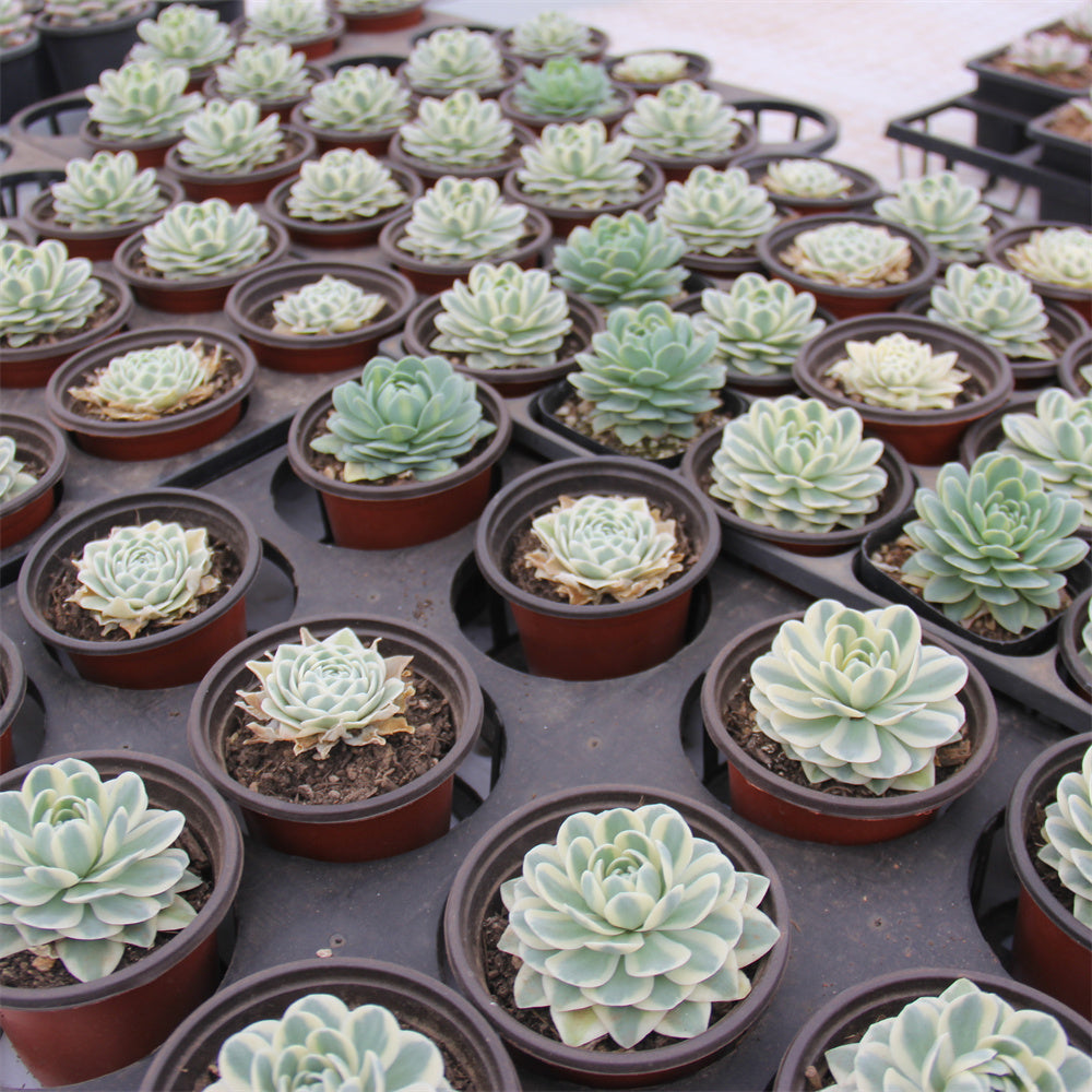 Orostachys iwarenge f.variegata"Fuji" Succulents TaoSucculent