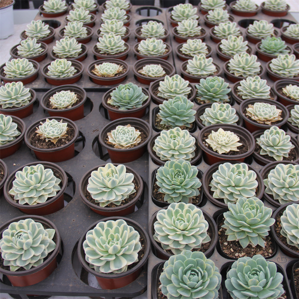 Orostachys iwarenge f.variegata"Fuji" Succulents TaoSucculent