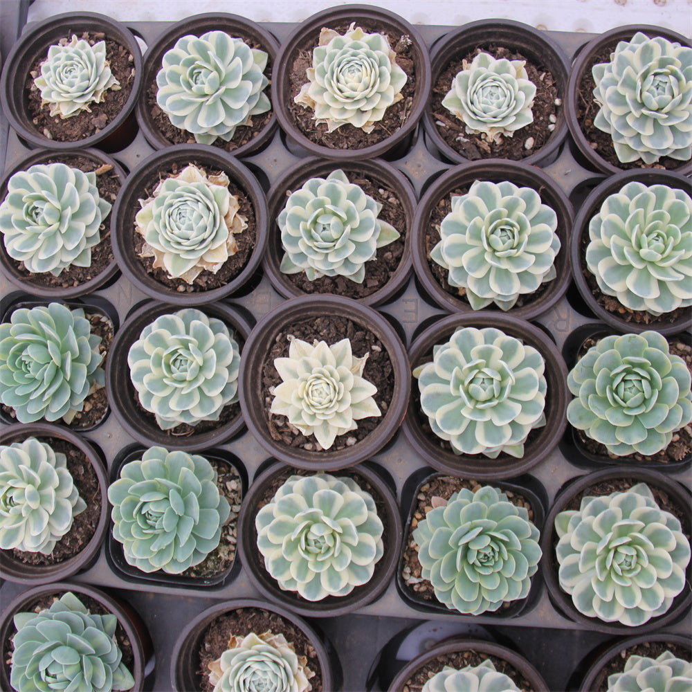 Orostachys iwarenge f.variegata"Fuji" Succulents TaoSucculent