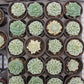 Orostachys iwarenge f.variegata"Fuji" Succulents TaoSucculent