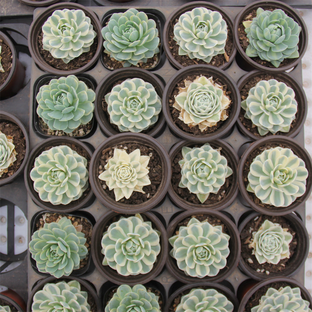 Orostachys iwarenge f.variegata"Fuji" Succulents TaoSucculent