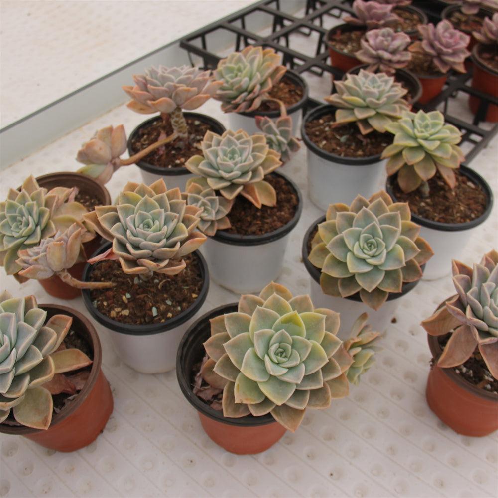 Echeveria Harry Watson variegated Succulents TaoSucculent