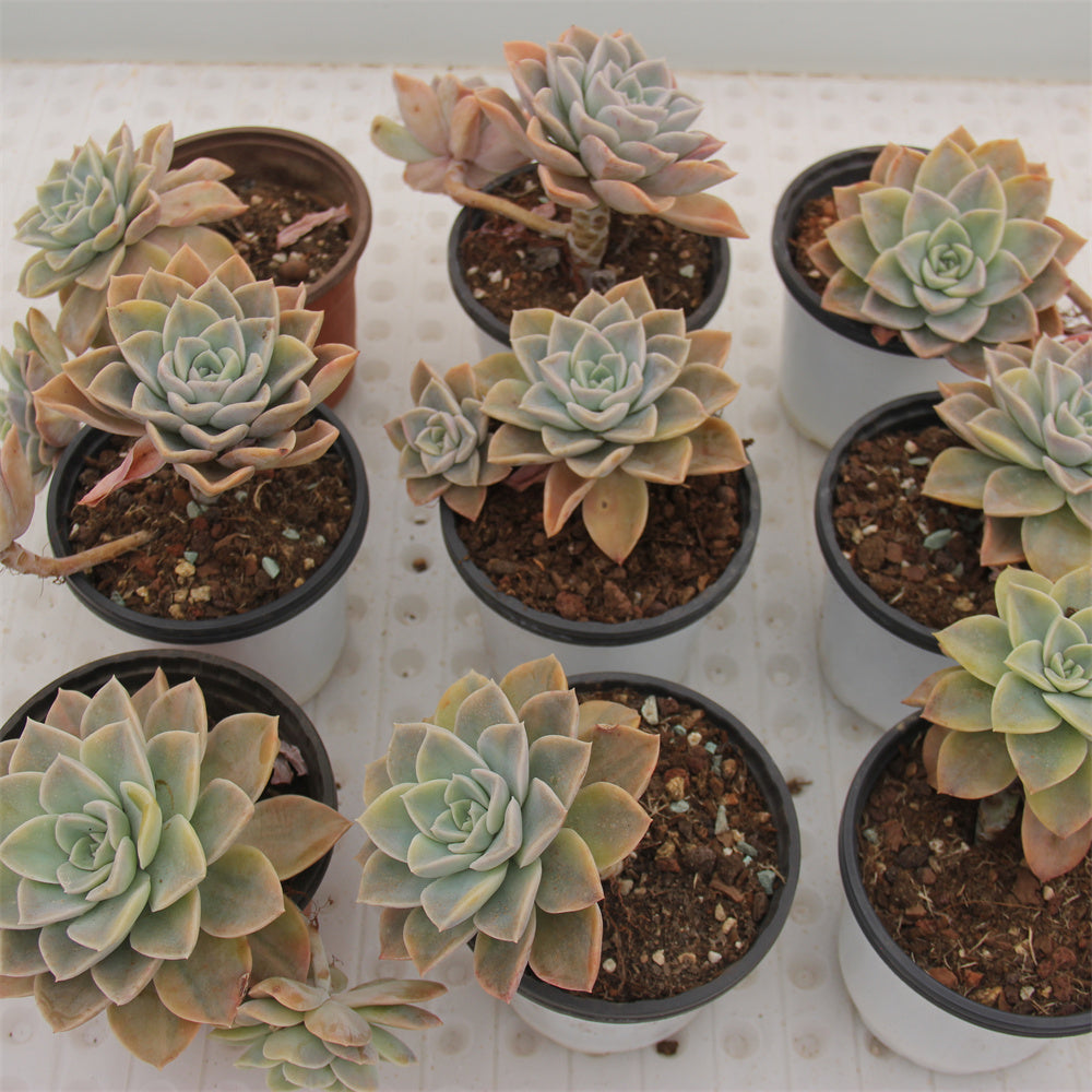 Echeveria Harry Watson variegated Succulents TaoSucculent