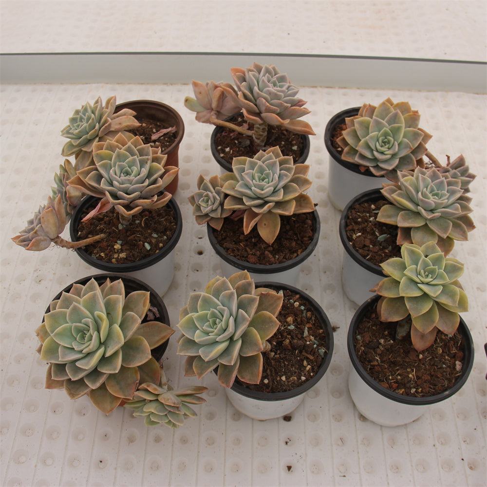 Echeveria Harry Watson variegated Succulents TaoSucculent