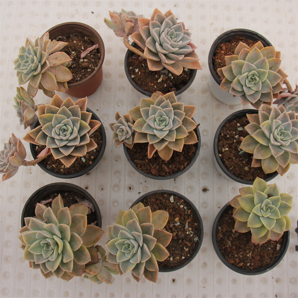 Echeveria Harry Watson variegated Succulents TaoSucculent