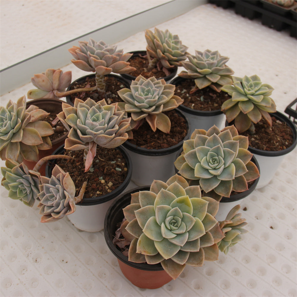 Echeveria Harry Watson variegated Succulents TaoSucculent