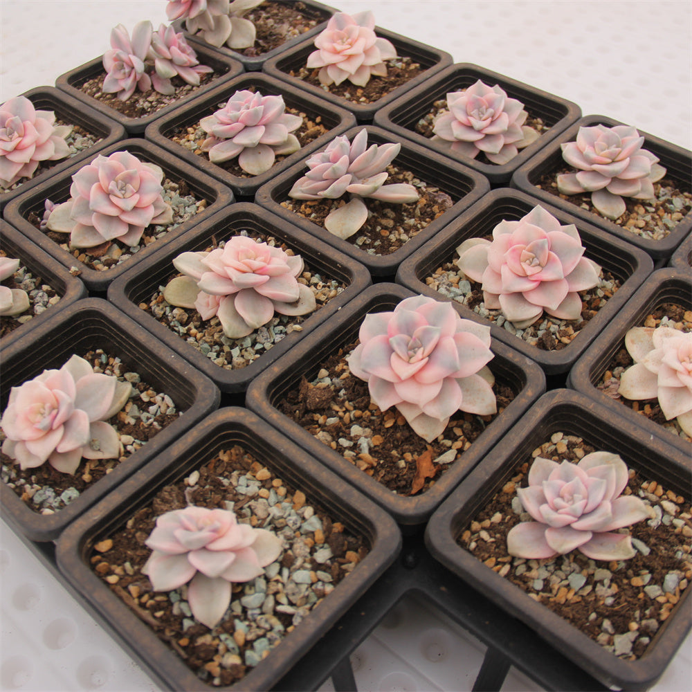 Graptopetalum 'Snow-White' variegated Succulents TaoSucculent