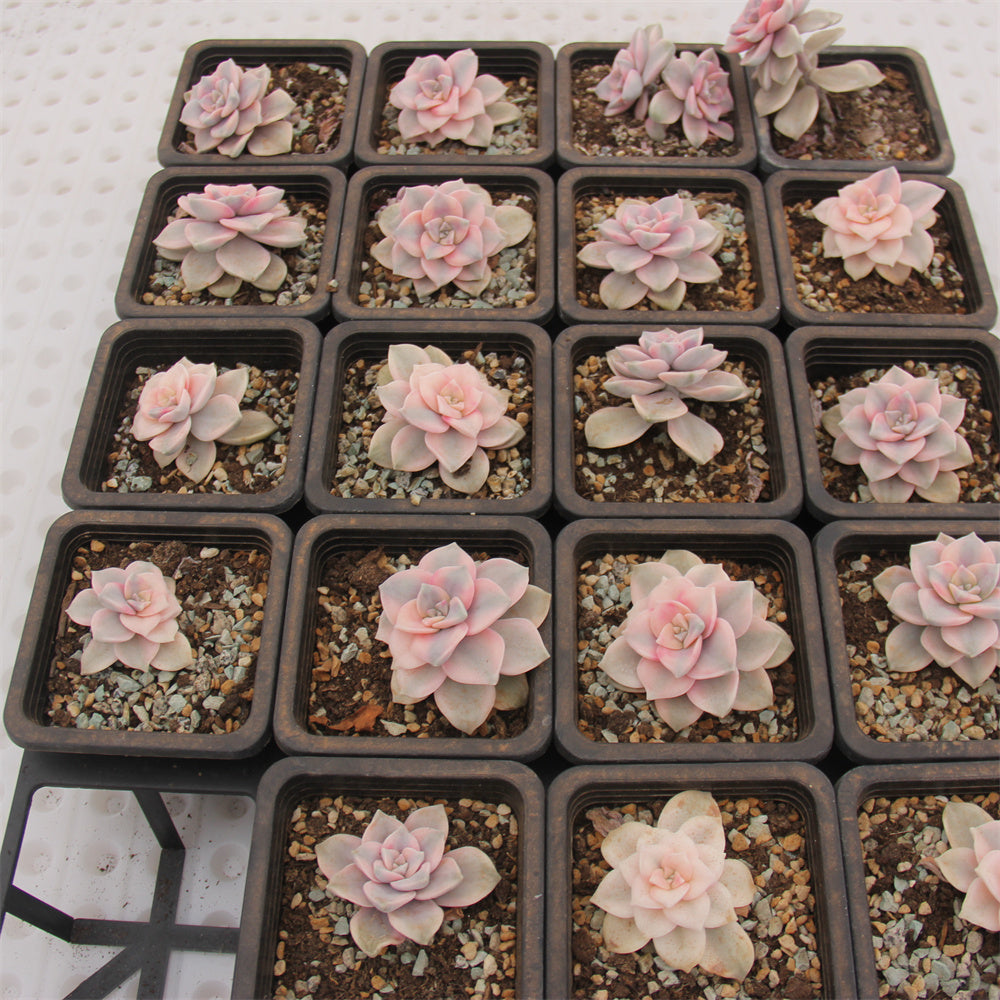 Graptopetalum 'Snow-White' variegated Succulents TaoSucculent