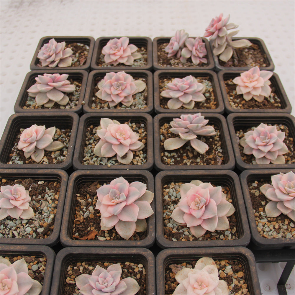 Graptopetalum 'Snow-White' variegated Succulents TaoSucculent