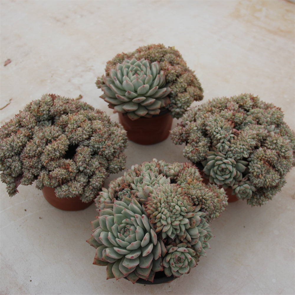 Echeveria Tibby crested Succulents TaoSucculent