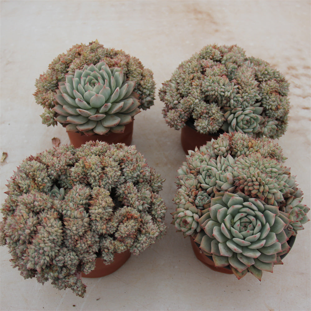 Echeveria Tibby crested Succulents TaoSucculent