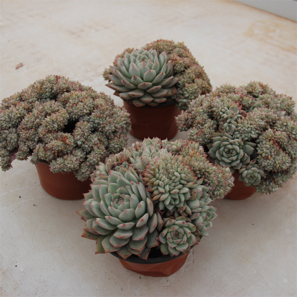 Echeveria Tibby crested Succulents TaoSucculent