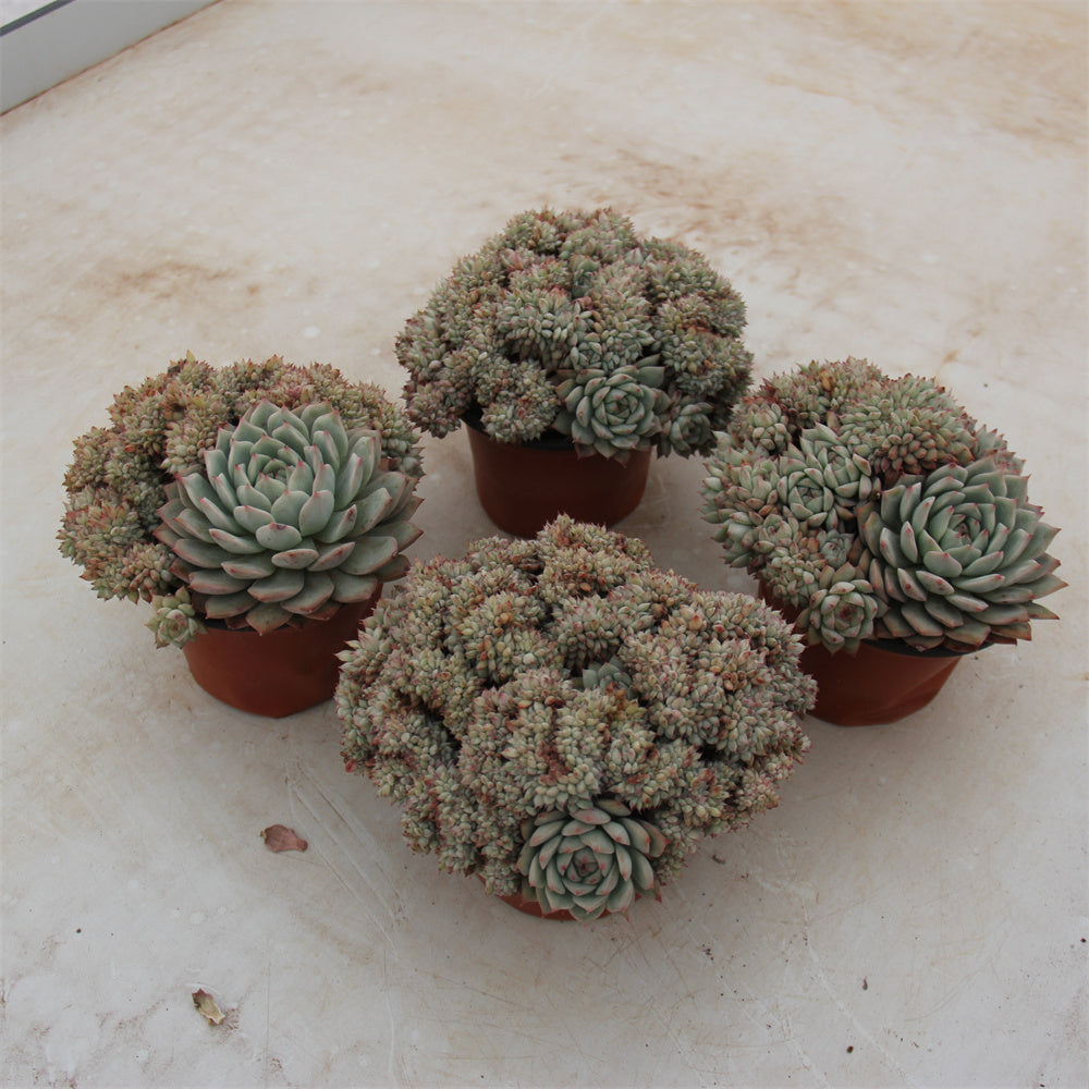 Echeveria Tibby crested Succulents TaoSucculent