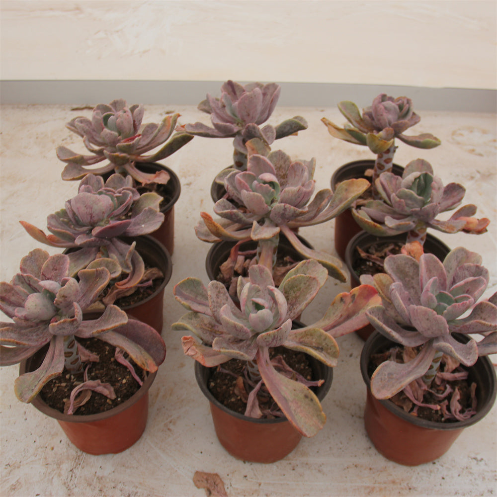 Echeveria Crazy variegated Succulents TaoSucculent