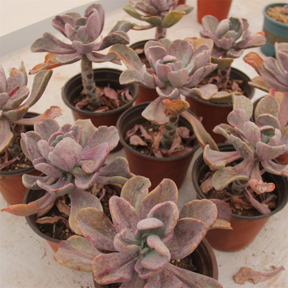 Echeveria Crazy variegated Succulents TaoSucculent