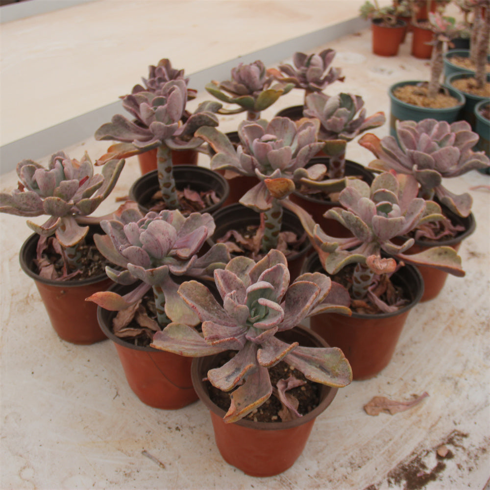 Echeveria Crazy variegated Succulents TaoSucculent