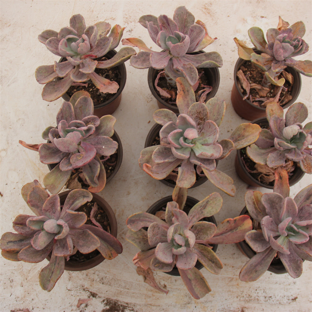 Echeveria Crazy variegated Succulents TaoSucculent