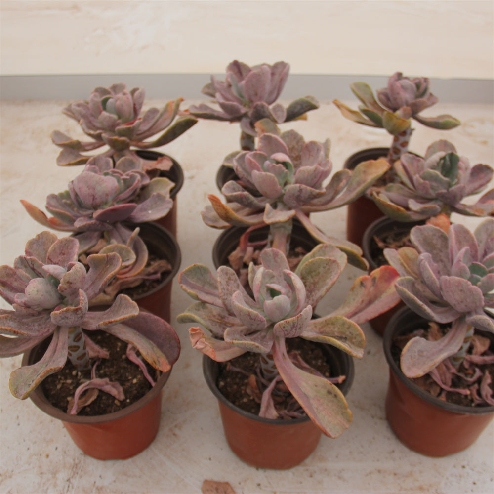 Echeveria Crazy variegated Succulents TaoSucculent