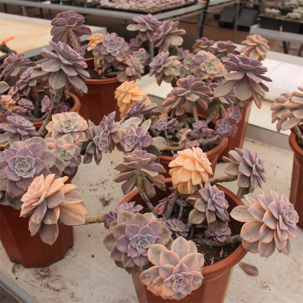 Graptopetalum 'Snow-White' variegated Succulents TaoSucculent